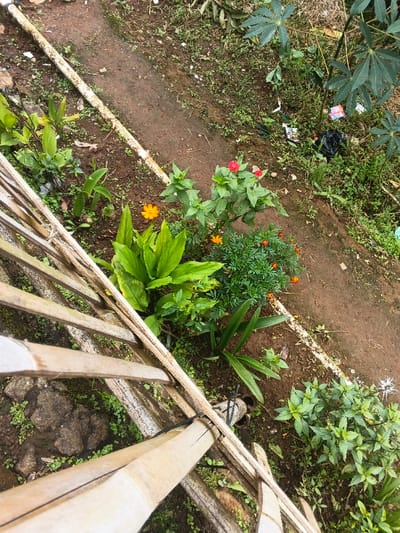 An elevated view captures a garden bed next to a bamboo fence. A narrow dirt path separates the garden from dense vegetation. The garden contains plants with large, vibrant green leaves, marigolds with orange blossoms, and zinnias displaying red and orange flowers. Litter is visible among the greenery beyond the path. A white pipe runs alongside the path's edge, marking the boundary between the cultivated area and the wilder growth.