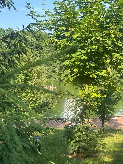 This is a vertical, outdoor, medium shot photograph taken on a sunny day, likely in the late afternoon due to the long shadows. The scene depicts a lush, green natural environment next to a body of water, possibly a pond or lake. In the foreground, the sharp needles of a coniferous tree are in focus, suggesting a close-up perspective that frames the background.
Beyond the foreground, the scene opens up to reveal a variety of trees with dense foliage, predominantly deciduous with broad, green leaves. A wooden deck or pier extends into the water from the right side of the frame, its surface catching the sunlight. The water itself is a deep green, reflecting the surrounding vegetation.
Further into the background, nestled amongst the trees and partially obscured by foliage, is a decorative white lattice structure, perhaps a garden arch or part of a gazebo. There is also a hint of a small boat or raft on the water, and a few figures can be discerned, suggesting the presence of people enjoying the outdoor setting. The overall atmosphere is serene and peaceful, conveying a sense of summer tranquility. There is no visible text in the image.