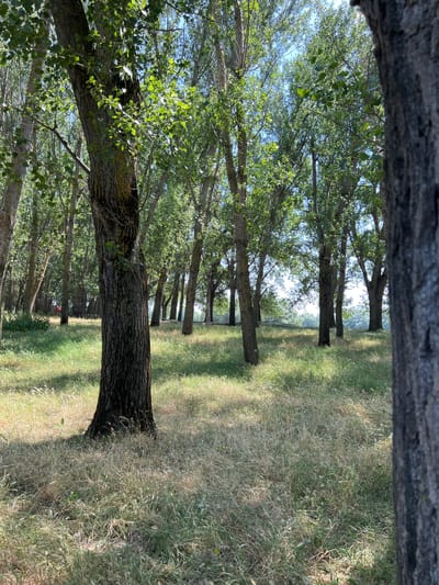 The image depicts a sun-dappled forest clearing in Indiya, Moldova. A large tree trunk dominates the foreground on the left, its bark textured and rough, with green leaves and branches extending upwards and to the right, catching the sunlight. Behind this, a dense line of trees with similar textured trunks and green foliage stretches into the distance, forming a wall of vegetation. The ground is covered in a mix of dry, straw-colored grass and patches of green. Sunlight filters through the leaves, creating patterns of light and shadow on the forest floor. In the far background, a hint of a red object, possibly a person, is visible, along with some distant structures, suggesting the edge of the forest or a nearby clearing. The sky is visible in the upper portion of the image, appearing bright and clear. The overall impression is of a natural, serene environment within or near a populated area.