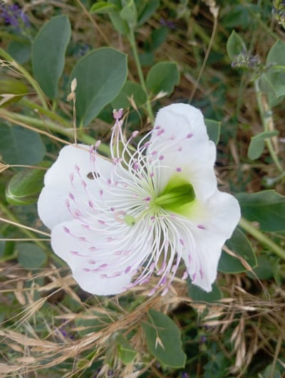 This is a close-up, vertical, eye-level shot of a white caper flower, also known as *Capparis spinosa*, in bloom. The flower is the primary subject, positioned centrally and dominating the frame. It has large, delicate white petals and a prominent center with numerous long, thin stamens tipped with small, purple anthers. The pistil is a vibrant green. To the left of the flower, there is a green, oval-shaped bud or immature fruit. The background consists of the plant's foliage, which includes broad, green leaves, and dry, straw-colored grasses. In the further background, some out-of-focus small purple flowers and green stems are visible. The lighting suggests it is daytime, possibly morning or late afternoon, given the soft illumination. The overall impression is one of natural beauty and botanical interest. The setting appears to be a natural outdoor environment, consistent with the location context of Ararat, Armenia, where caper plants are common. There is no text visible in the image.