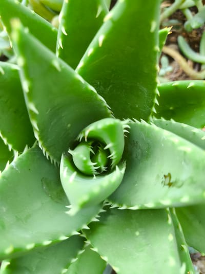 The image is a close-up, overhead shot of an aloe vera plant. The succulent's fleshy, green leaves, edged with sharp, white spines, spiral inward towards the center. The plant appears healthy, with a vibrant green color. In the background, out of focus, are other plants and soil, suggesting it is in a garden or nursery setting. There is no indication of the city of Pomezia, Italy, or any people present.