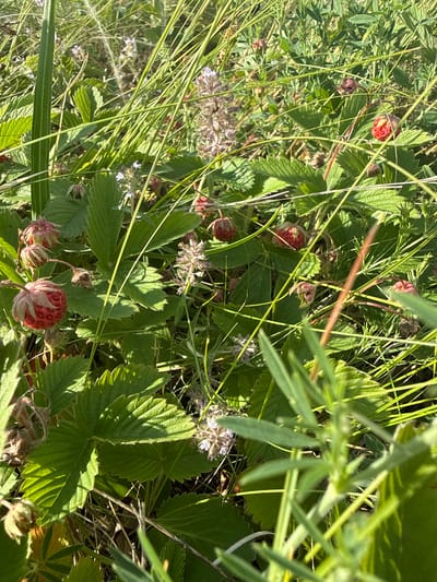 The image shows a close-up view of wild strawberries growing amongst tall green grass and other vegetation. Several red strawberries are visible, some ripe and others in various stages of development, with green leaves and thin stems. There are also some dried, withered strawberries and small, delicate white or light purple flowers scattered throughout the scene. The lighting suggests it is daytime, with sunlight illuminating the foliage and creating shadows. The environment appears to be natural and uncultivated, possibly a field or meadow. There are no people or animals visible in the image. The scene is located in the vicinity of Жаңаауыл, Kazakhstan.