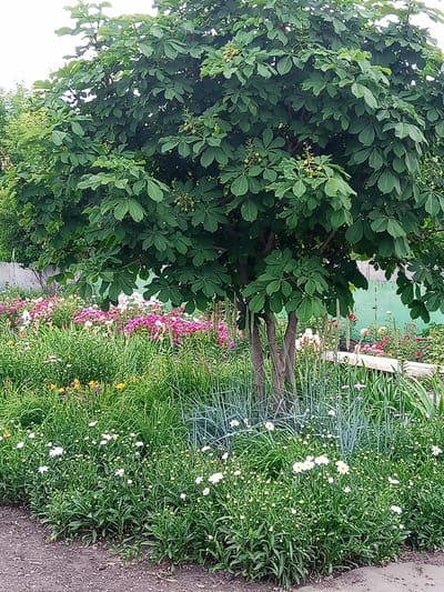 The image depicts a vibrant garden scene dominated by a large horse chestnut tree with lush green foliage. The ground beneath the tree is covered with a variety of flowers, including pink and white daisies, yellow lilies, and other flowering plants. The garden is bordered by a gravel path in the foreground and a light-colored fence and a green wall in the background. The overall impression is one of a well-maintained and picturesque garden, likely a private or public space in Panino, Russia, given the context. There are no people or animals visible in the image. The lighting suggests it is daytime, likely overcast or diffused sunlight.
