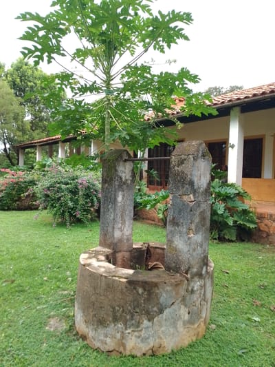 The image depicts an old, cracked concrete well located on a grassy lawn, likely in a garden setting in Luque, Paraguay. A slender papaya tree grows from within the well's structure. The well consists of a circular base and two upright concrete posts connected by a horizontal metal bar. The building in the background has a terra cotta tiled roof, white columns, and dark brown windows. Bushes with pink flowers are present in the background and large green plants are visible near the building.