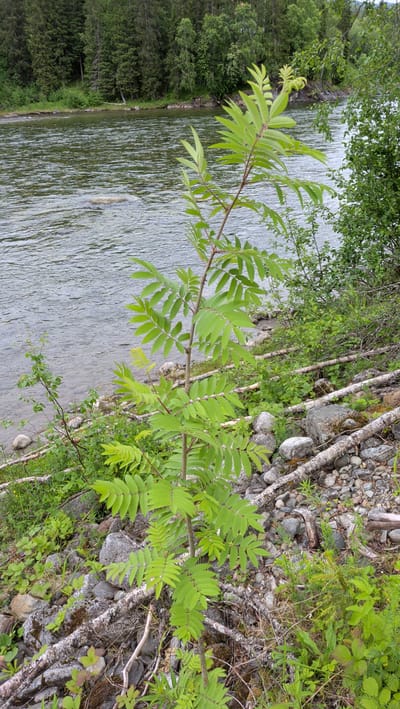The image depicts a young tree with compound leaves growing on the rocky bank of a wide, calm river. The river's surface shows ripples, and a single submerged rock is visible. The background consists of a dense forest of evergreen trees. The foreground is characterized by a mix of stones, fallen branches, and various green plants. The location is identified as Trofors, Norway, suggesting a natural, riparian environment. No people or specific actions are evident.