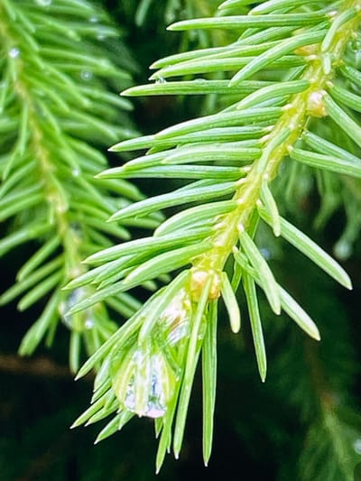 This is a close-up, macro photograph of a spruce branch, likely in or around Purkersdorf, Austria. The focus is on the vibrant green needles, which are covered in tiny water droplets, indicating recent rain or dew. The branch itself is a lighter, yellowish-green and appears textured with small buds or developing cones. A particularly prominent water droplet hangs from a needle in the foreground, refracting the light and showing subtle hints of the surrounding green. The background is a soft, dark green blur of more foliage, creating a shallow depth of field that emphasizes the intricate details of the foreground branch. There are no people or discernible man-made structures visible in the image.