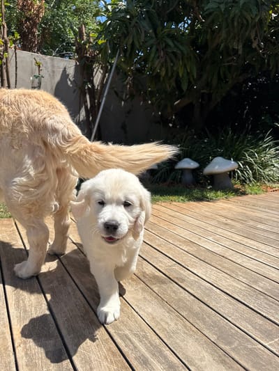The image shows a white Golden Retriever puppy walking toward the camera on a wooden deck. The puppy has a happy expression on its face and is looking directly at the camera. An older golden retriever is walking behind the puppy, out of focus, but visible in the background. There are two concrete mushroom-shaped garden ornaments in the background, and a tall tree with green leaves. The wooden deck is brown and appears to be made of treated wood. The photo was taken in the backyard of a home in Hod Hasharon, Israel, at the coordinates 32.15, 34.885. The sun is shining brightly and there is a shadow cast on the deck from the puppy. The background is out of focus and the foreground is sharp. The image is taken from a low angle, and the puppy is in the center of the frame.