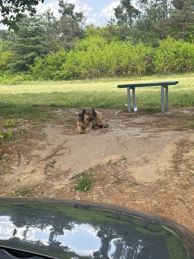 A medium-sized dog is lying on a dirt path next to a grassy area. A gray bench sits near the edge of the grass. The edge of a dark-colored vehicle is visible on the right side of the image. Trees are visible in the background. The location is possibly in Sopot Urban Municipality, Serbia.