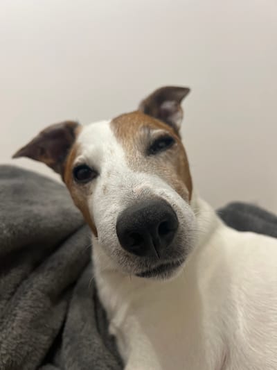 A close-up, slightly tilted view of a dog's face, likely a Jack Russell Terrier mix, is presented. The dog has a primarily white coat with tan markings around the eyes and ears. The nose is large and black, dominating the center of the image. The dog's eyes are partially visible, appearing dark. A grey, textured fabric lies beneath the dog's head. The background is a plain, light-colored wall. The location in the city of Blackburn, United Kingdom is not visually discernible from the image. No people are visible.