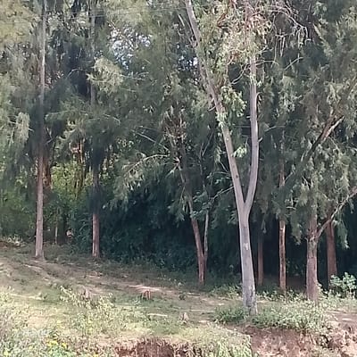 The scene depicts a wooded area within Mumbuni North ward, Kenya. The foreground features an uneven dirt slope with sparse green vegetation and visible erosion along the bottom edge. A faint, unpaved path or track is discernible curving through the lower-midground. Numerous tall, slender trees with dense green foliage dominate the mid-ground and background, creating a heavily shaded environment. A prominent tree in the mid-ground exhibits a light-colored, bifurcated trunk. Partially obscured by tree trunks and foliage in the mid-ground, a lone individual is visible, standing upright and dressed in light-colored clothing. Several small, weathered tree stumps are scattered on the ground. Faint horizontal lines, consistent with utility wires, traverse the upper portion of the frame through the tree canopy.