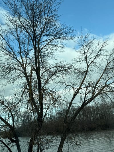 The scene depicts a natural landscape in the city of Zarevo, Russia, likely during late autumn, winter, or early spring given the bare deciduous trees. The upper portion of the image shows a sky with patches of bright blue and scattered white and light gray clouds. Dominating the foreground and midground are several mature deciduous trees, stripped of their leaves, displaying dark, intricate branch networks. A prominent central tree exhibits a noticeable vertical split or fracture in one of its main branches, approximately midway up its trunk. Some tree trunks and branches show greenish or yellowish discoloration, possibly lichen or moss. Below the trees, a body of water, likely a river or large lake, occupies the lower third of the image, showing ripples on its surface. The far bank of the water body is lined with a dense growth of bare trees, forming a darker, somewhat indistinct horizon. No individuals, animals, or man-made structures are visible.