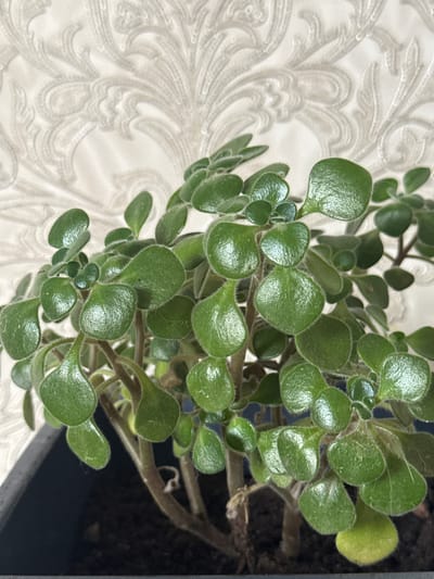 A close-up, eye-level shot captures a vibrant green, leafy plant in a black pot. The plant's leaves are plump and rounded, with a slightly fuzzy texture and a glossy sheen. They are arranged densely on thick, woody stems, some of which are visible. The background is a textured, off-white wallpaper with a subtle, ornate pattern, creating a soft, blurred effect. The lighting appears to be natural, casting gentle shadows and highlighting the plant's texture. The image's composition focuses on the plant, with the pot and soil visible at the bottom edge. The scene is located in Птицевод-2 Снт, Russia.