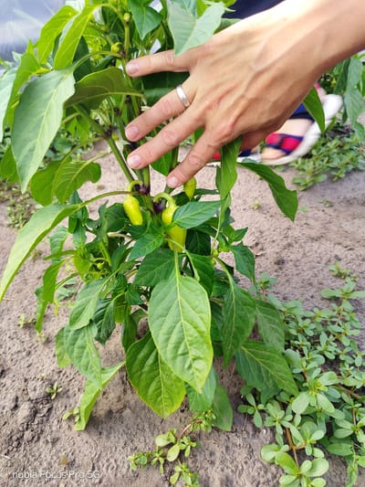 A close-up, eye-level shot focuses on a young green pepper plant growing in sandy soil, with its leaves and developing peppers visible. A person's hand, wearing a silver ring, gently touches the plant, indicating interaction or examination. In the blurred background, a glimpse of feet wearing sandals suggests an outdoor setting. The overall scene evokes a sense of domestic gardening or agricultural activity. There is no discernible information to locate this scene in Rímac, Peru.