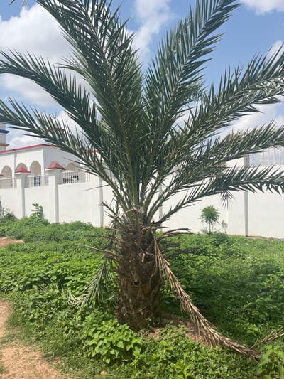 A palm tree stands in the foreground, its fronds spread wide against a sky with scattered white clouds. Behind the tree, a white wall with arched openings and red-capped pillars borders a property. A white building with red trim is visible beyond the wall, suggesting a residential or institutional setting. The ground is covered in dense green foliage, with a dirt path to the left of the frame. The scene appears to be located in Barako, Nigeria.