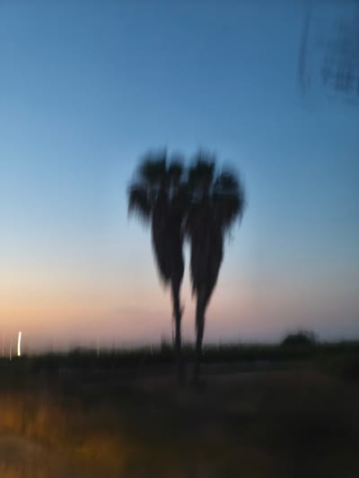 The image depicts a blurry, impressionistic scene of two palm trees against a twilight sky. The sky transitions from a clear blue at the top to a soft gradient of orange and pink near the horizon, suggesting a sunset or sunrise. The palm trees are silhouetted and their fronds are indistinct due to motion blur, giving them a wispy appearance. The foreground is a dark, out-of-focus expanse, possibly representing land or a road. Several vertical streaks of light, likely from distant streetlights or vehicles, are visible along the horizon line. The overall impression is one of a fleeting moment captured with deliberate motion. The location is specified as Alcàsser, Spain, suggesting this is a view of the local landscape at dusk or dawn.