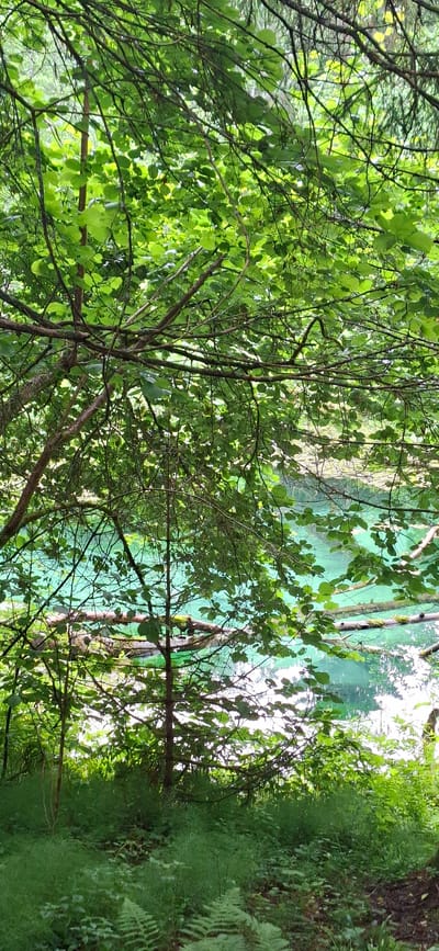 The image depicts a tranquil natural scene, likely a forest bordering a body of water, in Saula, Estonia. The foreground is dominated by dense green foliage, with branches and leaves of various trees creating a layered canopy. Sunlight filters through the leaves, casting dappled light on the scene.
Visible in the midground is a striking turquoise-colored body of water, its surface calm and reflecting the surrounding greenery. Submerged in the water are several fallen logs and branches, some partially visible beneath the surface, adding a sense of natural decay and the passage of time to the environment. The water appears clear, suggesting a pristine natural habitat.
The background consists of more trees and vegetation, fading into a soft focus and suggesting a larger wooded area beyond the immediate view. The overall atmosphere is one of peaceful seclusion and untouched nature, characteristic of the rural landscapes found in Saula, Estonia. There are no people or animals visible in the image. The scene is static, captured in a moment of natural stillness.