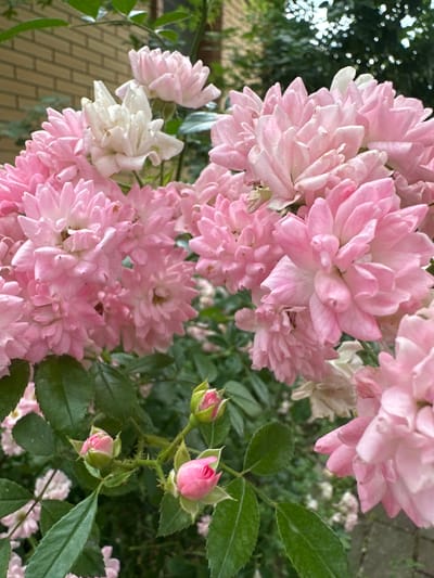 The image shows a close-up view of a cluster of pink roses, some in full bloom and others as buds. The roses are delicate with many petals, exhibiting shades of light pink and white. Green leaves surround the flowers, some appearing slightly dusty. In the background, a brick wall is visible, suggesting an outdoor setting, possibly a garden or a wall in a village. There are also glimpses of foliage and a blurred background that could be trees or other vegetation. The lighting suggests it could be daytime, with soft natural light illuminating the flowers. The overall impression is one of natural beauty and tranquility. There is no visible text in the image. The setting cues like the brick wall and vegetation are consistent with a rural or garden environment in Staryi Aidar, Ukraine.