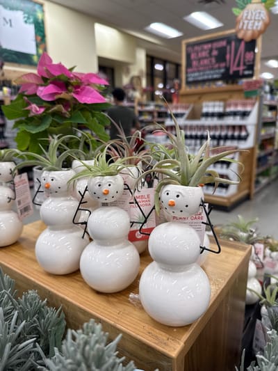 A close-up shot reveals a shelf lined with charming, miniature snowman planters, each cradling a small, spiky air plant. The snowmen are white, with dotted black eyes and carrot noses. Behind them, pink poinsettias add a splash of color. A price sign hangs above, reading "FLYER ITEM, $14". Tags attached to the snowmen read "PLANT CARE" and "JUMBLE SNOWMAN TILLANDSIA." The background is blurry, suggesting a store environment.
