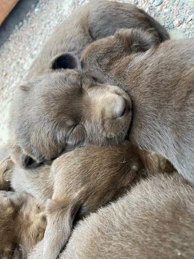 This close-up, overhead shot captures a group of young, grey-furred animals nestled together, likely puppies. The subjects are sleeping, their bodies intertwined for warmth and comfort. One puppy's face is prominently visible, its eyes closed, with a small, pink nose and delicate whiskers. The fur is short and dense, with a slight sheen indicating a healthy coat. The background is out of focus, showing a rough, gravelly surface, possibly an outdoor area. The lighting suggests it is daytime, but no distinct time of day can be determined. The image evokes a sense of peace, vulnerability, and innocence associated with sleeping young animals. There is no visible text in the media file. The provided location context is Liuboml, Ukraine.