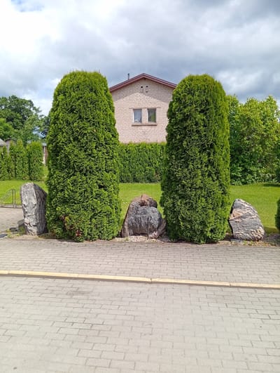The image depicts an outdoor scene with a brick building in the background, flanked by two tall, conical evergreen trees. A paved walkway with a yellow curb separates the foreground from the lawn area where the trees and several large rocks are situated. The sky is partly cloudy. The location is identified as Micaičiai, Lithuania.