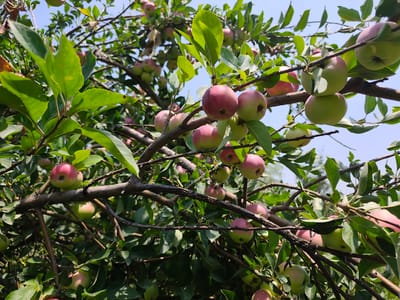 The image depicts a close-up view of an apple tree laden with fruit, set against a clear blue sky. The branches are laden with apples in various stages of ripeness, displaying hues of green and pink. Lush green leaves are interspersed throughout the branches, creating a vibrant canopy. The sunlight filters through the leaves, casting dappled shadows. The scene appears to be in an orchard or a garden, likely in a rural or semi-rural setting. The specific location in Sakaldy, Kyrgyzstan is not visually evident from the image itself, but the presence of apple trees suggests an agricultural area. There are no people or animals visible in the frame. The overall impression is one of natural abundance and the early stages of fruit harvesting.