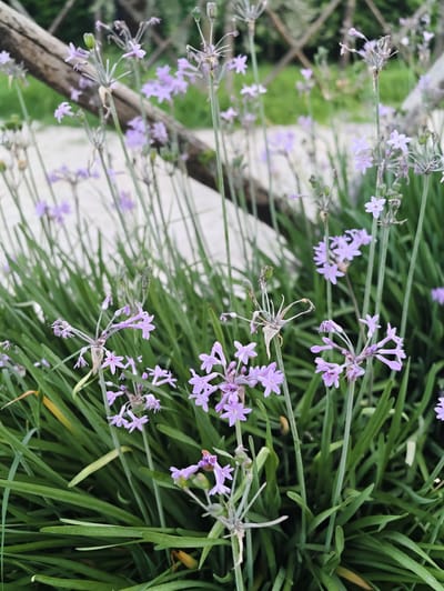 This media file is a close-up, vertical shot of a patch of delicate purple flowers, likely in bloom. The flowers are small and star-shaped, clustered on thin, green stems that rise from a dense bed of long, green grass. Some of the flower stalks are bare and wispy, suggesting they may be past their peak bloom or have gone to seed. The background is softly blurred, showing hints of a rustic wooden fence and a light-colored surface, possibly a path or wall. The overall impression is of a natural, outdoor setting, possibly a garden or a wild area. The lighting appears soft and diffused, suggesting it could be late afternoon or an overcast day. There are no people or animals visible, and no text is present. The location context is Pozzuoli, Italy, which evokes images of coastal landscapes and possibly ancient ruins, though these are not directly depicted in the image.