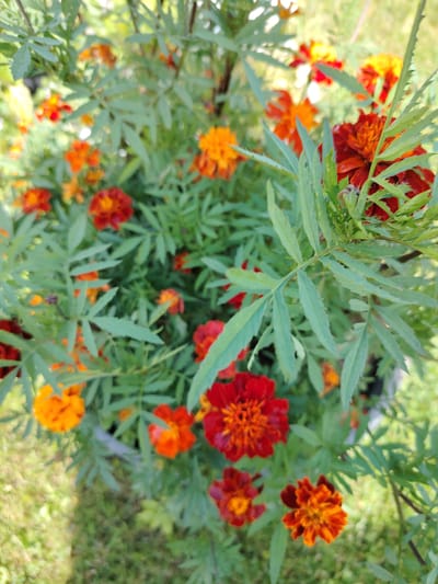 A close-up, high-angle shot shows a dense cluster of marigolds in Soivolovskaya, Russia. The flowers are a mix of vibrant reds and oranges, with some appearing fully bloomed and others in various stages of development. The marigolds are surrounded by their characteristic feathery green foliage. The background is softly blurred, suggesting an outdoor environment with hints of green grass and possibly other vegetation. The image is well-lit, highlighting the rich colors of the flowers.