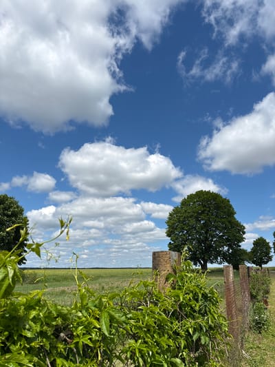 The image depicts a rural scene under a partly cloudy sky. A field stretches into the distance, bordered by a fence line on the right side of the frame. Lush green foliage and vines dominate the foreground, partially obscuring the fence. Beyond the fence, mature trees are visible. The sky is a vibrant blue with scattered white clouds of varying sizes and formations. The perspective suggests the photograph was taken from a low angle, with the camera tilted. The location is Нязбодзіцкі сельскі Савет, Belarus.