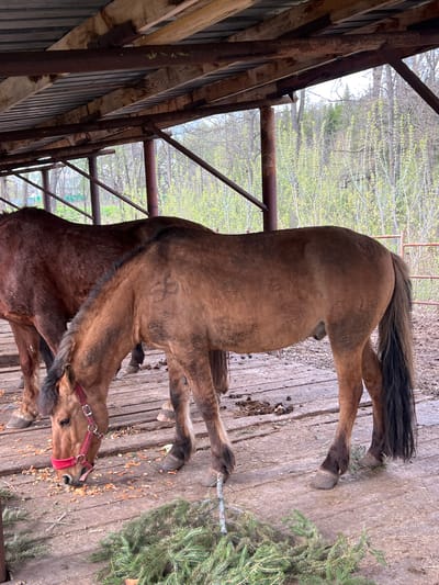 The image displays two horses within a semi-enclosed stable or paddock area, likely in Sanatoriya Yumatovo Imeni 15-Letiya Bassr, Russia. The dominant subject is a light brown or dun horse, featuring a dark mane and tail, and wearing a vibrant red halter. This horse is depicted with its head lowered, engaged in eating small, light-colored particles scattered across the wooden ground. Partially visible behind and to its left is a second, darker brown horse, standing quietly.
The ground beneath the horses is constructed from weathered wooden planks, suggesting a stable aisle or outdoor decking. To the right of the horses, a fresh green branch, possibly from a fir or pine tree, lies on the wooden surface. The horses are positioned under a sturdy structure composed of metal posts and beams, which supports a partial roof or overhang.
The background reveals a natural setting with numerous trees displaying bright, new green leaves, indicative of springtime. The lighting appears to be natural daylight, suggesting the photo was taken during the day. A distinct brand or mark, resembling a stylized number "3", is visible on the flank of the lighter brown horse. Both horses appear calm and at ease in their surroundings. There is no visible text in the image.