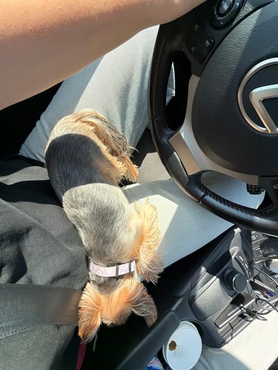 The image shows a small dog, likely a Yorkshire Terrier, resting on a person's lap inside a car. The dog is facing away from the camera, with its head resting on the person's jeans. The person's arm is visible at the top of the frame, casting a shadow over the dog. The car's steering wheel is visible to the right, with a Lexus logo on the hub. The interior of the car appears to be well-lit, with sunlight streaming in from the side. There is a cup holder with a white cup and a water bottle in the center console. The image does not provide any information that would indicate the location of Warburg, Germany.
