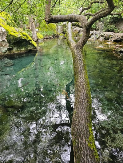The image depicts a tree branch covered in moss extending horizontally across a clear, green body of water. The water's surface is disturbed by raindrops, creating concentric ripples. Reflections of the surrounding foliage are visible in the water. The tree is part of a lush environment with greenery and rocks covered in moss on the bank. The location is in the city of Alupkinskyi urban council, Ukraine.