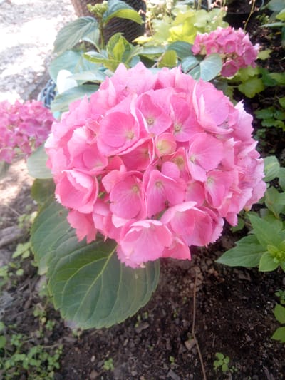 A close-up, eye-level shot captures a cluster of vibrant pink hydrangeas in bloom. The flowers are the central focus, with their delicate, layered petals creating a soft, textured appearance. The blooms are a mix of bright pink and a lighter, almost white shade on some of the outer petals. Large, dark green leaves with visible veins frame the lower portion of the flower cluster. The background is softly blurred, showing more greenery, the dark soil, and some scattered pebbles or gravel, suggesting an outdoor garden setting. The lighting appears to be natural daylight, creating a gentle illumination without harsh shadows, hinting at a pleasant day. The overall mood is serene and natural, highlighting the beauty of the flowers. There is no visible text in the image. The scene is likely located in a garden or park area, possibly in Russia given the location context provided.