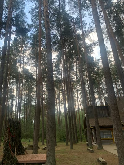 The image depicts a forest scene, likely in the vicinity of Орлеўскі сельскі Савет, Belarus, with a rustic wooden structure partially visible on the right. Tall pine trees dominate the frame, their trunks creating a dense canopy that filters the daylight, casting long shadows on the forest floor. The ground is covered with dry pine needles and sparse grass. To the left, a makeshift structure resembling a small shelter or fort is covered with camouflage netting and adorned with red and green ribbons. A wooden platform is situated in front of this structure. The wooden building on the right appears to be a cabin or house with a pitched roof and windows. The overall impression is one of a natural, secluded environment, possibly a campsite or a recreational area within a forest.