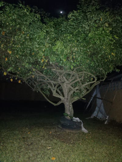 The image shows a star fruit tree with yellow fruits at night in a yard in Alagbado, Nigeria. The tree has a thick trunk and branches that spread out widely. The ground is covered with grass and fallen leaves. There is a black tire around the base of the tree with some white cloth or plastic wrapped around it. In the background, there is a dark, blurry structure that appears to be a shed or a lean-to. A sliver of a crescent moon is visible in the dark sky above the tree. The lighting is dim, suggesting it is nighttime.