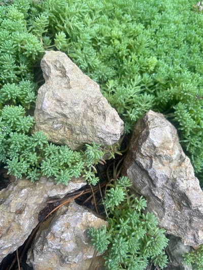 The image depicts a close-up view of several light-colored rocks nestled within a dense carpet of small, vibrant green succulents. The succulents are tightly packed, with small, fleshy leaves clustered along trailing stems. Tiny water droplets are visible on some of the succulent leaves, suggesting recent moisture. The rocks vary in size and shape, with rough, textured surfaces showing natural variations in color, including shades of gray, beige, and light brown. Some of the rocks appear to be partially embedded in the soil, which is visible in small patches between the plants and rocks. The overall scene is one of natural growth and texture, with a focus on the interplay between the inorganic rock elements and the organic succulent plants. There are no people or animals present in the image. The location in the city of Староживотинное, Russia, is not visually discernible from the image itself, as it provides no architectural or landmark clues.