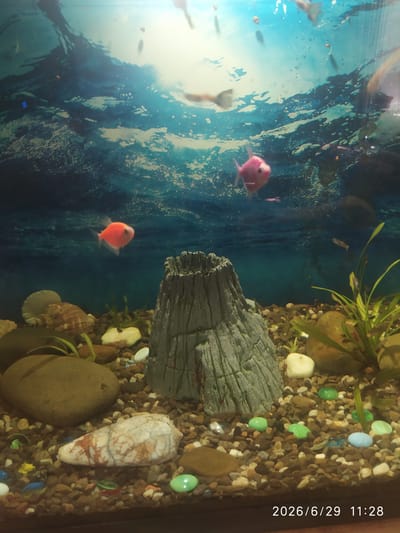 The image shows an aquarium with a backdrop depicting an underwater scene. Several fish are visible: one bright orange fish in the mid-left, a pink fish in the upper-middle, and smaller fish scattered throughout. The aquarium contains decorative elements, including a grey, textured volcanic rock structure, various pebbles and stones on the bottom, a large conch shell, and some aquatic plants on the right. The water is clear, and light reflects off the surface. A timestamp "2026/6/29 11:28" is present in the lower right corner. There is no information about the location in Skala-Podilska, Ukraine.