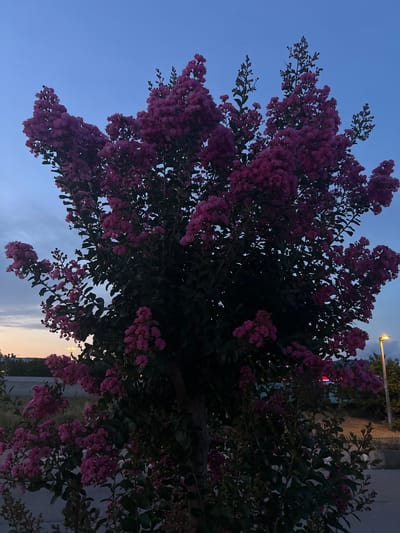The image depicts a flowering crape myrtle tree with abundant pinkish-purple blossoms set against a twilight sky. The tree's dense foliage is visible, with the flowers clustered at the tips of branches. In the background, a streetlamp with a bright orange glow is illuminated. Further in the distance, hints of buildings and possibly a road are discernible. The overall setting appears to be an outdoor urban or suburban environment. The exact location in Šempeter pri Gorici, Slovenia, is not visually evident from the image itself, but the scene is consistent with a residential or public space within a town or city.
