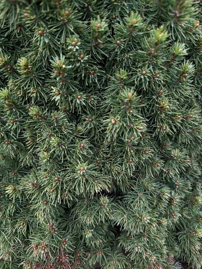 The image shows a close-up of evergreen foliage, likely a low-growing conifer variety. The needles are densely packed and appear to be a blue-green hue. Small, brown cones or buds are visible throughout the foliage. The overall impression is a dense, textured surface of evergreen plant life. The location is not discernible from the image and cannot be verified as being in Пролетарский, Russia.