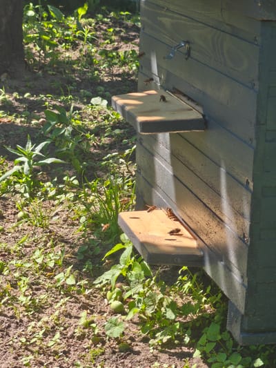 In Навадворскі сельскі Савет, Belarus, a dark green, wooden beehive stands partially in the shade of a tree. The hive has two wooden platforms extending from its entrance. Several bees are visible. Some are in flight near the hive entrance and platforms, while others are resting on the platforms and the hive itself. The ground around the hive is covered with soil, small green plants, and a few fallen green fruits, suggesting an outdoor, possibly garden or natural setting. Sunlight casts distinct shadows on the side of the beehive.