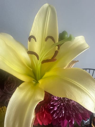 A close-up, brightly lit photograph captures a vibrant flower arrangement, dominated by a large, pale yellow lily. The lily's wide, unfurled petals span from the lower left to the upper right of the frame, revealing its intricate reproductive structures. A prominent light green pistil stands at the center, surrounded by multiple stamens topped with dark brown, crescent-shaped anthers, indicative of pollen. To the left of the lily's core, a green stem and several small, round green buds are visible.
In the background, glimpses of other flowers add color and texture to the composition. A dense, dark reddish-purple dahlia with numerous layered petals is partially visible on the right side, adjacent to the lily. Below the dahlia, a bright red flower, possibly a carnation or a similar bloom with ruffled petals, can be seen. The background on the left is a soft, uniform light gray or off-white, suggesting an indoor setting, possibly a wall behind the arrangement. The lighting is soft and even, accentuating the delicate textures of the petals and the intricate details of the flower. No specific activity or event is depicted, and there is no visible text. The image evokes a sense of natural beauty and tranquility within an indoor environment.