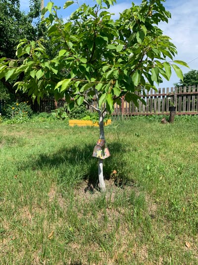 A young, deciduous tree with green leaves is centered in a grassy backyard. The tree trunk has a colorful, bell-shaped ornament around its base. Behind the tree, a weathered wooden fence runs horizontally across the frame. The backyard is covered in green grass with some patches of dry grass and small yellow flowers visible. A yellow raised garden bed is partially visible to the left of the tree. In the background, more greenery and trees can be seen, along with a bright blue sky with scattered white clouds. The image appears to be taken on a sunny day. The location is the village of Orlevskiy Sel'sky Soviet, Belarus.