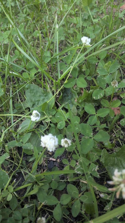 The image captures a close-up view of white clover flowers and green clover leaves interspersed with blades of grass. The setting is a ground-level shot of a grassy area. Several white clover flowers are visible, some in full bloom and others appearing as buds or partially opened. The clover leaves are characterized by their distinct three-leaf shape. The grass is green and appears healthy. The background is a blur of more greenery and dark soil, suggesting an outdoor natural environment. There is no text visible in the image. The lighting suggests it could be daytime, possibly overcast, given the even illumination and lack of strong shadows. The overall impression is one of natural growth and a close-up perspective on a common plant.