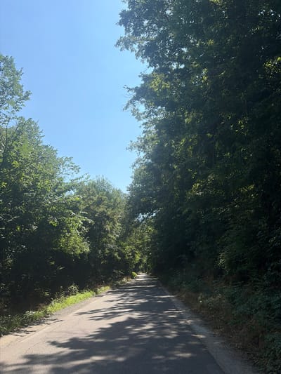 The image shows a paved road winding through a dense forest on a sunny day. The road is empty, with dappled sunlight and shadows cast by the trees onto the asphalt. The trees are tall and leafy, forming a canopy that partially obscures the clear blue sky. The forest floor is covered with green foliage and some dry grass. The scene appears to be in a rural or natural setting, likely on the outskirts of Drachevo, Bulgaria, given the lush vegetation and unpaved shoulders along the road.