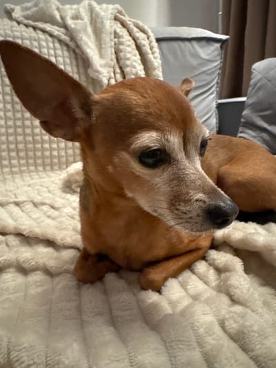 A brown dachshund dog is lying on a textured, cream-colored blanket. The dog's head is turned to the left, with its nose pointed upwards. Its fur is short and light brown. The dog appears to be an older dog, with some graying fur around its muzzle and eyes. Its ears are long and floppy, one of which is visible as it drapes over the blanket. Behind the dog, a pillow with a light gray cover and dark piping is visible, suggesting the dog is on a bed or sofa. The lighting appears to be dim, possibly indicating nighttime or an indoor setting with the lights dimmed. The overall scene is peaceful and suggests the dog is resting or relaxing. There is no visible text in the image. The location context is Laikovo, Russia.