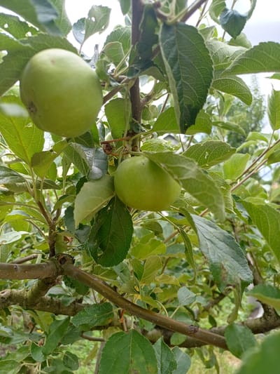 The image shows two green apples on a branch of an apple tree, surrounded by green leaves. The scene is outdoors, likely in a garden or orchard. The background is blurred, suggesting a shallow depth of field. The overall impression is one of nature and growth. There are no people or any specific urban features visible. The location of Sulymivka, Ukraine is a rural village in the Kyiv Oblast known for its agricultural activities, making an apple tree a plausible subject for this image.