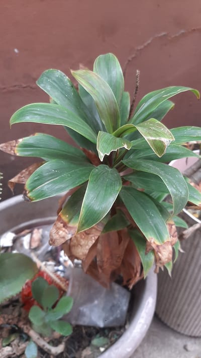 The image shows a close-up of a plant with green leaves, some of which are browning at the tips. The plant is in a pot, and there are other objects and plants in the background, also in pots. The wall behind the plant is a reddish-brown color. The image does not provide any information about the location in the city of Kawit, Philippines.