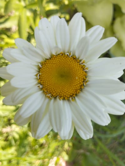 A close-up, vertical shot showcases a daisy with a bright yellow center and white petals against a blurred green background. The daisy is positioned centrally in the frame, its petals fanned out. The background suggests an outdoor environment, possibly a garden or field, with soft, out-of-focus foliage. The image does not contain any people, actions, or interactions.
