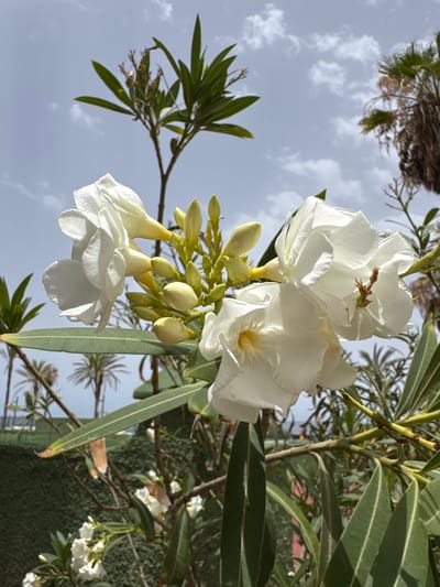 This media file features a close-up, low-angle view of a cluster of white Oleander flowers blooming against a backdrop of a cloudy sky. The flowers are delicate and layered, with some buds still closed and others fully open, revealing their soft texture. A small, brown insect is visible on one of the petals, adding a touch of life to the scene.
The image is taken outdoors, with elements of foliage and branches surrounding the flowers. In the upper left corner, the blurred tops of palm trees are discernible, suggesting a tropical or subtropical environment. The sky is a soft blue with scattered white clouds, indicating daytime, possibly late morning or early afternoon due to the lighting. The overall mood is serene and natural, highlighting the beauty of the blooming flowers. The orientation of the image is rotated, making the sky appear on the left and the plants on the right. The flowers are the primary subject, with the sky and surrounding vegetation serving as a natural frame. There is no visible text in the image. The location context provided indicates Playa De Las Américas, Spain, which aligns with the presence of Oleander and palm trees in a sunny climate.
