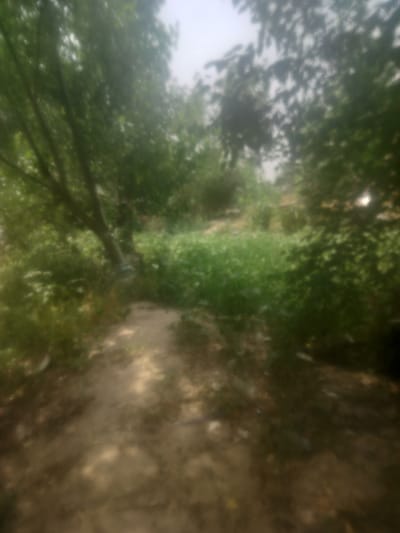 The image depicts a blurred, out-of-focus outdoor scene, likely a dirt path winding through vegetation. Trees with lush green foliage are visible on both sides and overhead, creating a canopy. The path itself appears to be unpaved and somewhat uneven, with patches of sunlight and shadow. In the background, there's a dense area of green plants, possibly fields or overgrown bushes. The overall impression is one of a natural or semi-natural environment, possibly a park, garden, or rural area. The location in Navobod, Tajikistan, suggests a setting within the natural landscape of the region.