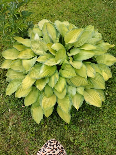 In a grassy area with some clover and dandelions, a large hosta plant with variegated green and yellow leaves is prominently featured. To the left of the hosta, part of a peony plant with dark green leaves is visible. In the lower portion of the image, a person's legs are visible, wearing patterned pants. The scene appears to be outdoors in a garden or park setting. The location is identified as Soivolovskaya, Russia.